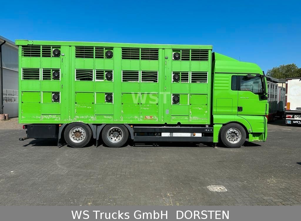 شاحنة ماشية MAN TGX 26.480 XL KABA   3 Stock Vollalu: صورة 8
