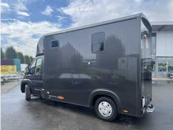 شاحنة نقل خيل Fiat Böckmann Compact Basic LKW: صورة 4