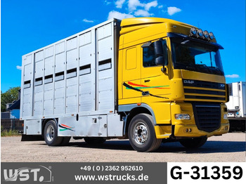 شاحنة نقل خيل DAF XF