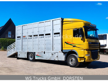 شاحنة نقل خيل DAF XF 410 SC Menke Doppelstock: صورة 5