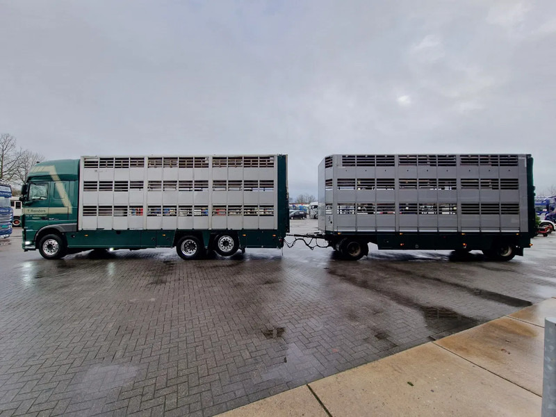 DAF XF 440 SuperSpaceCab 6x2*4 - Cuppers 1-2-3 deck Livestock + Cuppers 3 deck trailer 2009 - شاحنة ماشية: صورة 5 DAF XF 440 SuperSpaceCab 6x2*4 - Cuppers 1-2-3 deck Livestock + Cuppers 3 deck trailer 2009 - شاحنة ماشية: صورة 5