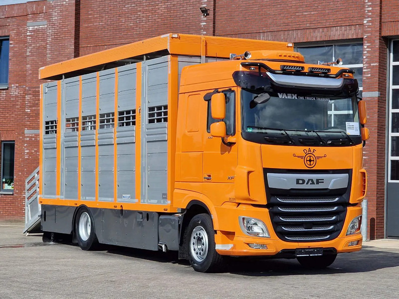 DAF XF 530 4x2 - Livestock Menke 2 deck water & ventilation - شاحنة ماشية: صورة 1 DAF XF 530 4x2 - Livestock Menke 2 deck water & ventilation - شاحنة ماشية: صورة 1