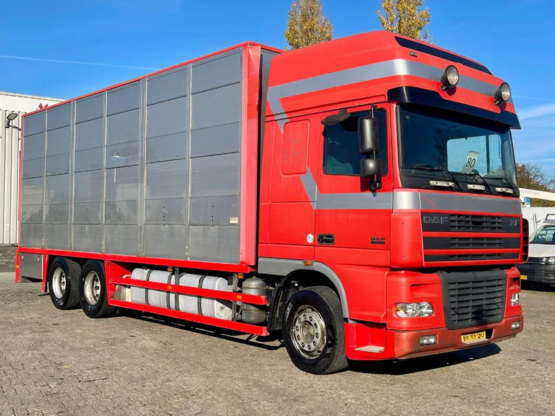 DAF XF 95.430 BERDEX 3 decks. Water, fans, Scales! Excellent condition. - شاحنة ماشية: صورة 5 DAF XF 95.430 BERDEX 3 decks. Water, fans, Scales! Excellent condition. - شاحنة ماشية: صورة 5