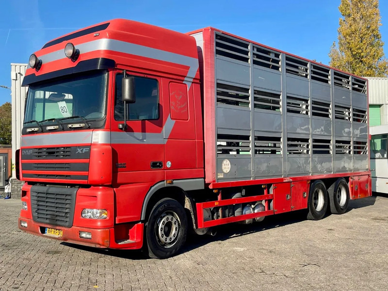 DAF XF 95.430 BERDEX 3 decks. Water, fans, Scales! Excellent condition. - شاحنة ماشية: صورة 2 DAF XF 95.430 BERDEX 3 decks. Water, fans, Scales! Excellent condition. - شاحنة ماشية: صورة 2