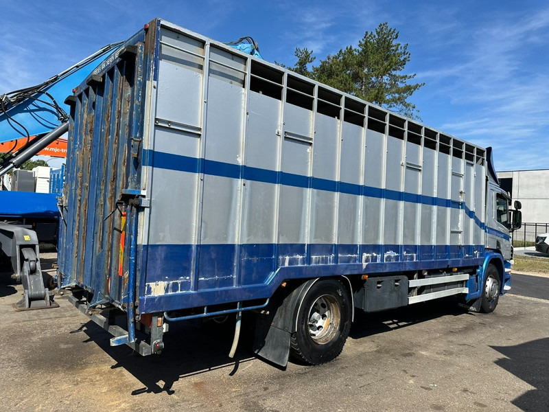 Scania P310 4x2 LIVESTOCK / VEEWAGEN / TIERTRANSPORT / BETAILLERE - ALU BOX 7m - MANUAL - A/C - BELGIAN TRUCK - شاحنة ماشية: صورة 5 Scania P310 4x2 LIVESTOCK / VEEWAGEN / TIERTRANSPORT / BETAILLERE - ALU BOX 7m - MANUAL - A/C - BELGIAN TRUCK - شاحنة ماشية: صورة 5