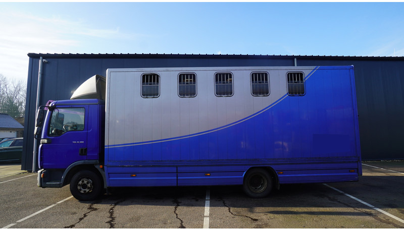 MAN TGL 8.180 HORSE TRANPORT 515.000KM - شاحنة نقل خيل: صورة 1 MAN TGL 8.180 HORSE TRANPORT 515.000KM - شاحنة نقل خيل: صورة 1