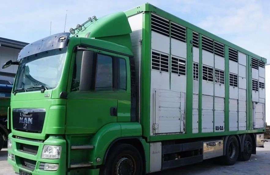MAN TGS 26.440 ZABUDOWA KABA CAŁA ALUMINIOWA– samochód do transportu zwierząt/koni – 3 pokłady / EURO 5/6X2/PODNOSZONY DACH - شاحنة ماشية: صورة 1 MAN TGS 26.440 ZABUDOWA KABA CAŁA ALUMINIOWA– samochód do transportu zwierząt/koni – 3 pokłady / EURO 5/6X2/PODNOSZONY DACH - شاحنة ماشية: صورة 1