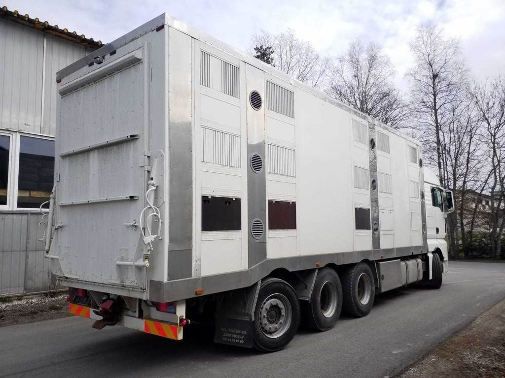 MAN TGX 35.540 8X4 TRIDEM ANIMAL - شاحنة ماشية: صورة 3 MAN TGX 35.540 8X4 TRIDEM ANIMAL - شاحنة ماشية: صورة 3