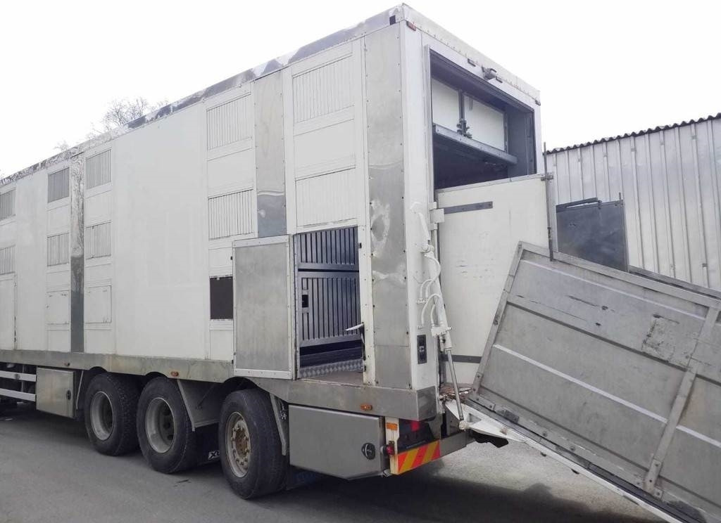MAN TGX 35.540 8X4 TRIDEM ANIMAL - شاحنة ماشية: صورة 5 MAN TGX 35.540 8X4 TRIDEM ANIMAL - شاحنة ماشية: صورة 5