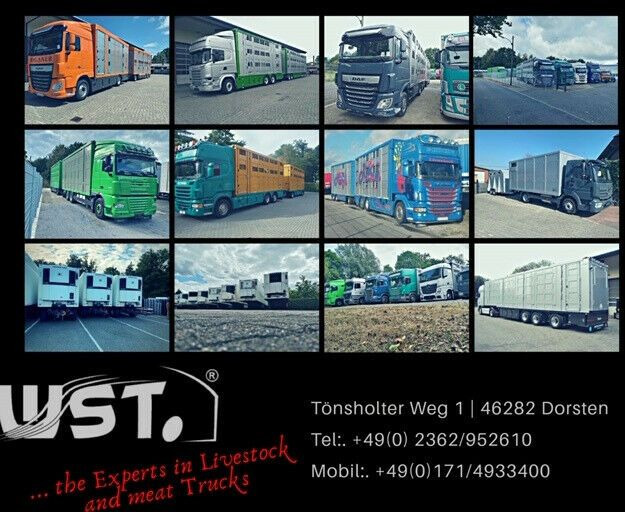 شاحنة نقل خيل DAF XF 410 SC Menke Doppelstock: صورة 20