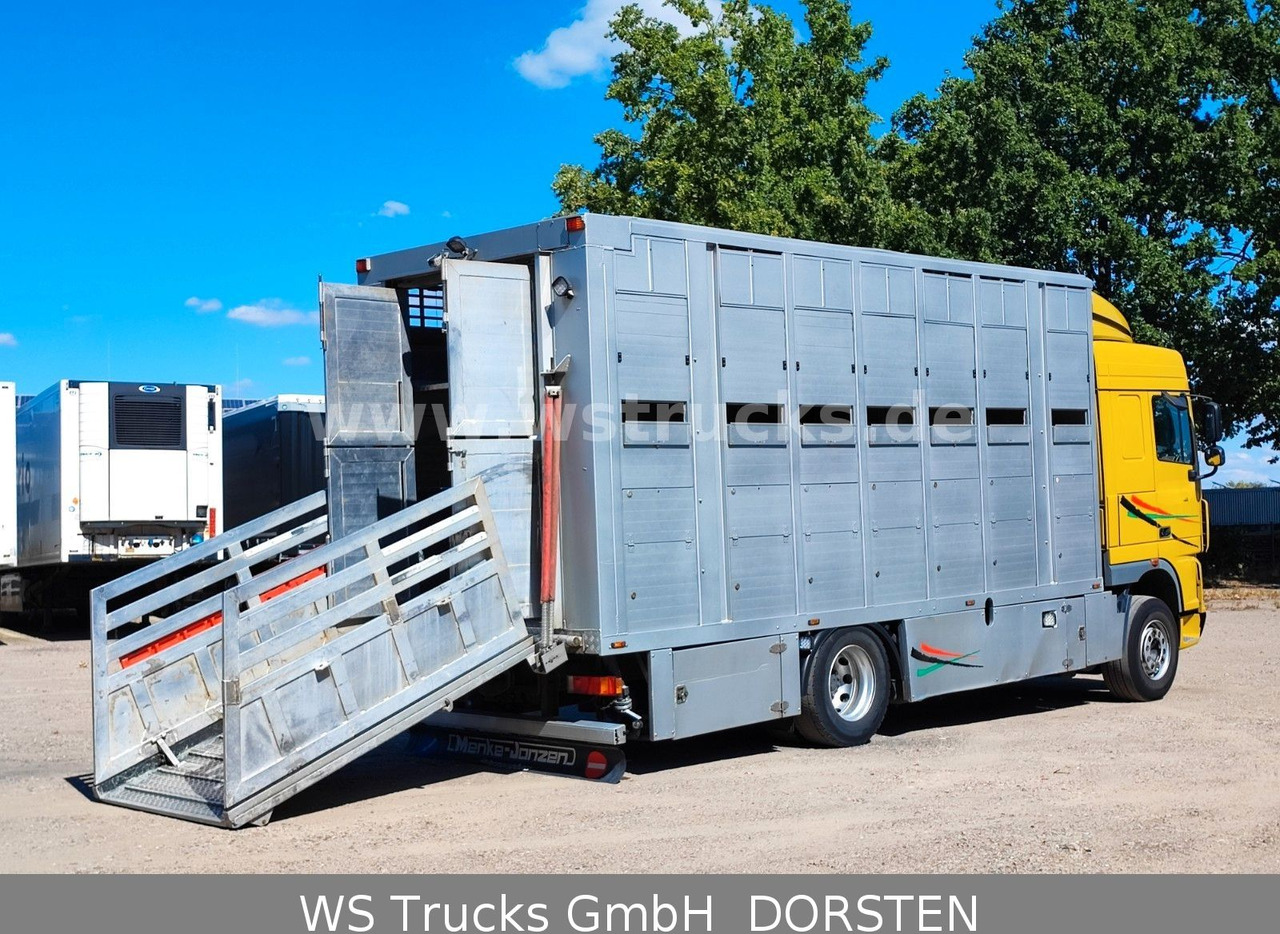 شاحنة نقل خيل DAF XF 410 SC Menke Doppelstock: صورة 10