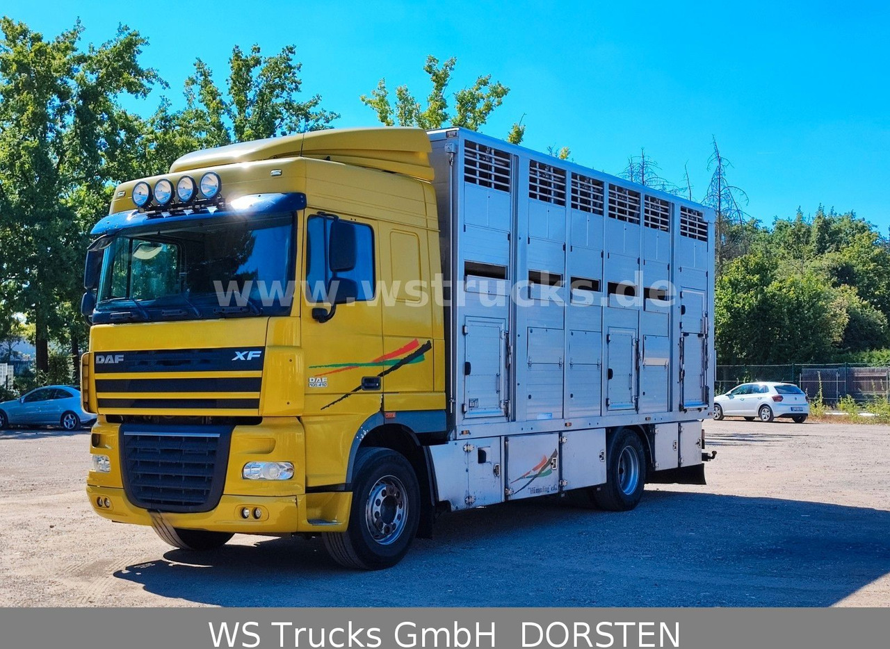 شاحنة نقل خيل DAF XF 410 SC Menke Doppelstock: صورة 9