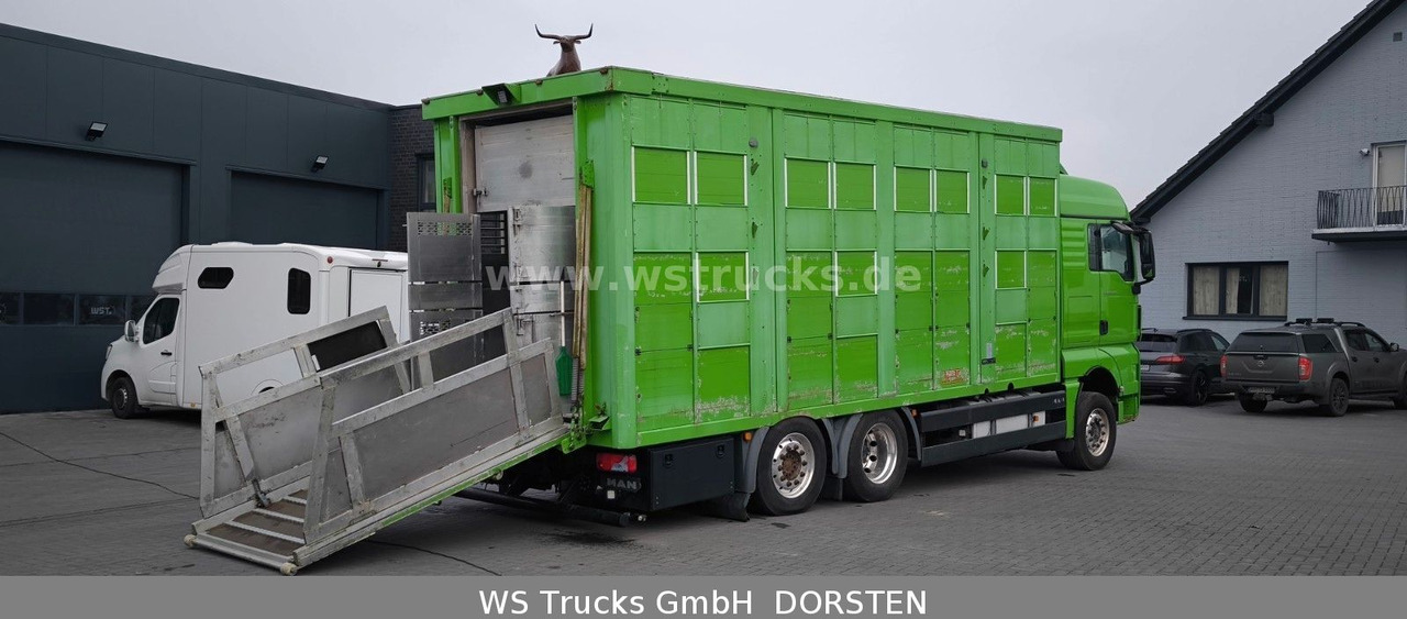 شاحنة نقل خيل MAN TGX 26.480 XL KABA   3 Stock Viehtransporter: صورة 10