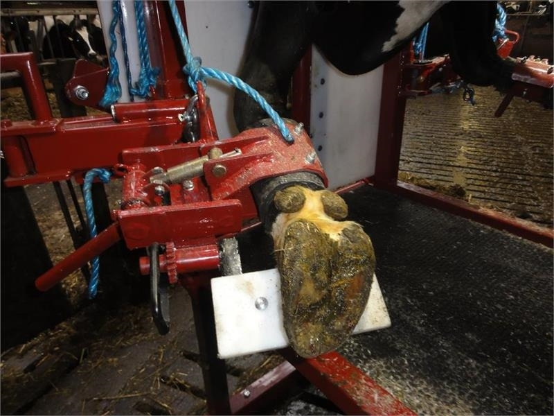 Pomi Std1 Fabriksny - معدات الماشية: صورة 3 Pomi Std1 Fabriksny - معدات الماشية: صورة 3