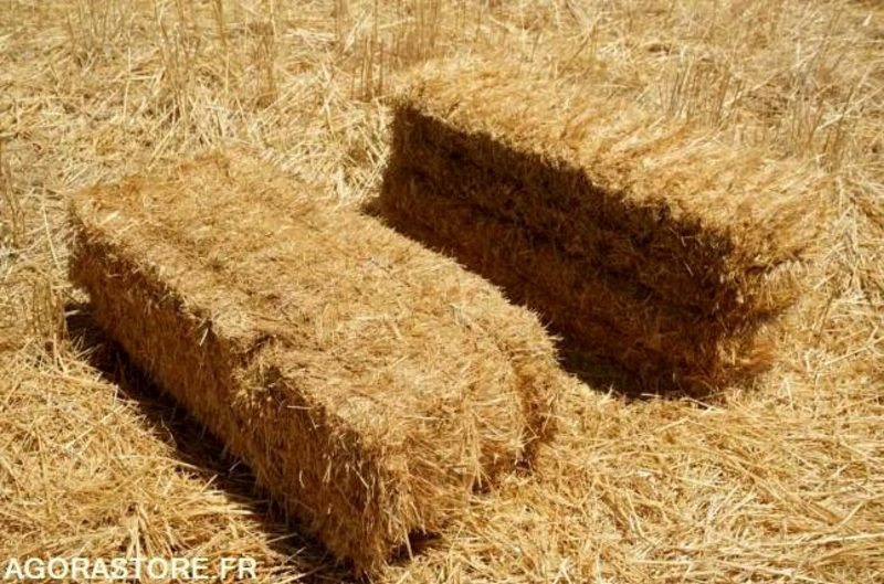 25 Bottes de paille de blé année 2025 - معدات البستنة: صورة 1 25 Bottes de paille de blé année 2025 - معدات البستنة: صورة 1