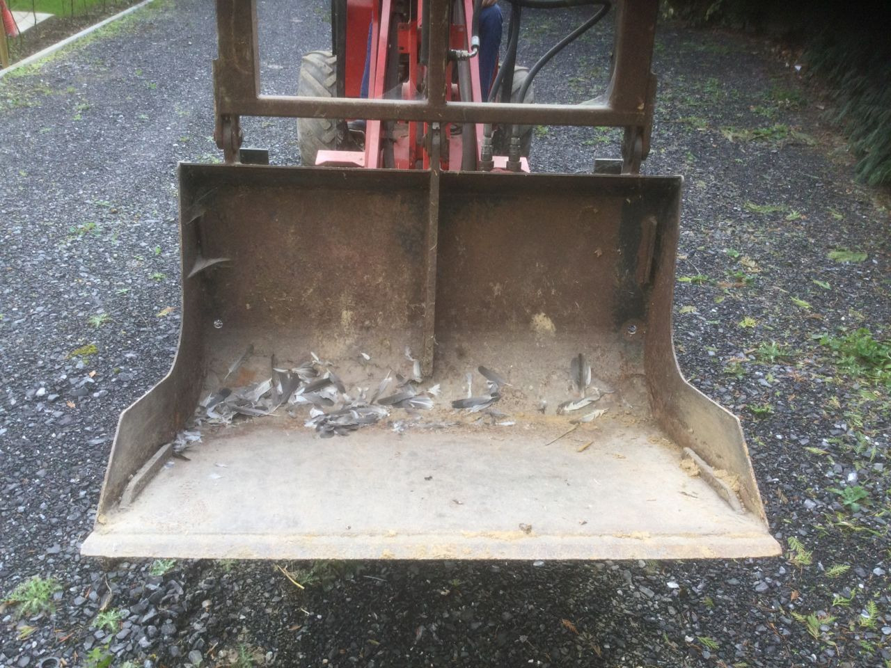 Schäffer 2030 slt - لودر مفصلي صغير: صورة 4 Schäffer 2030 slt - لودر مفصلي صغير: صورة 4